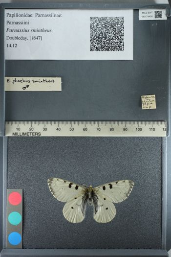 Media type: image;   Entomology 174400